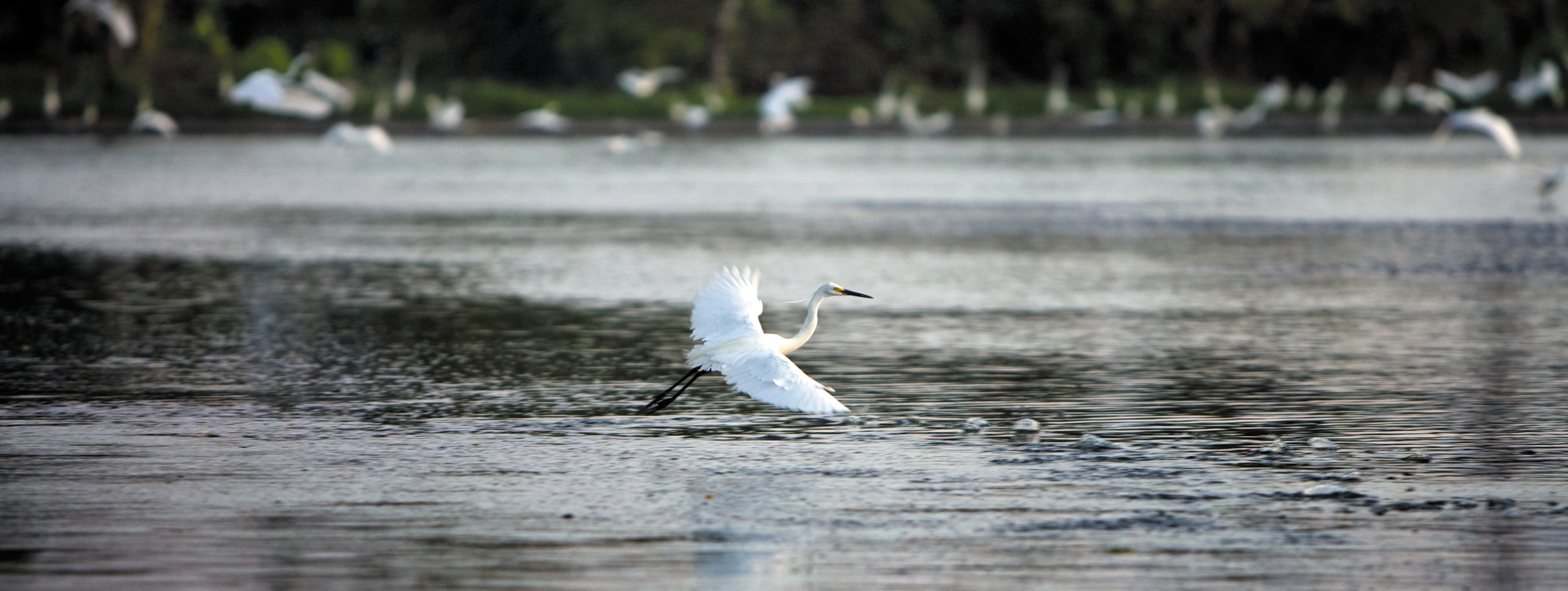 Decarbonization Roadmap